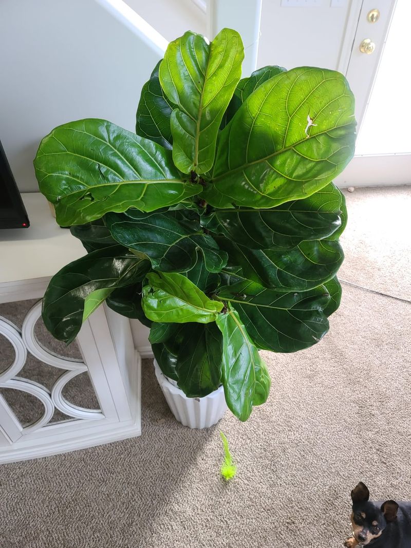 8. Clean The Leaves Regularly