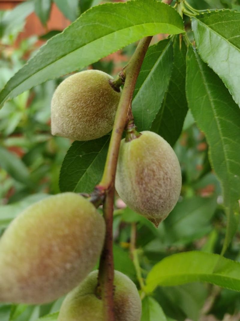 8. Fertilize Lightly As It Grows