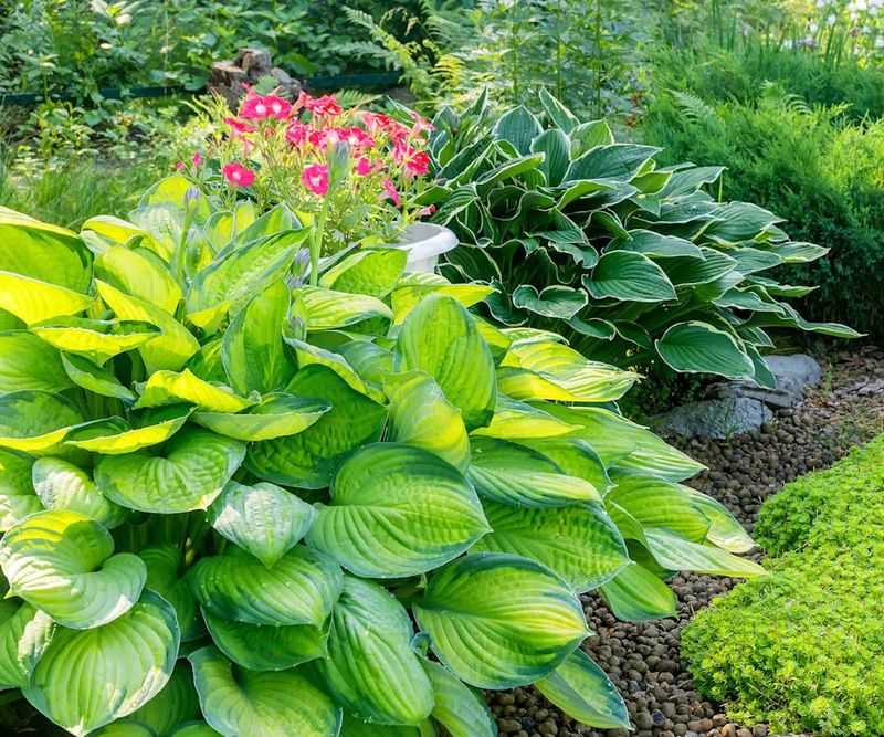 8. Neglecting To Feed Your Hostas