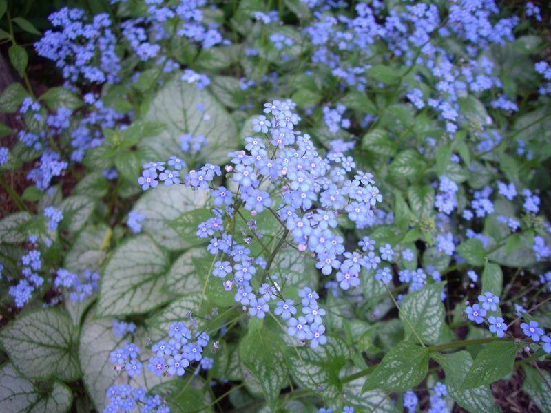 8. Brunnera