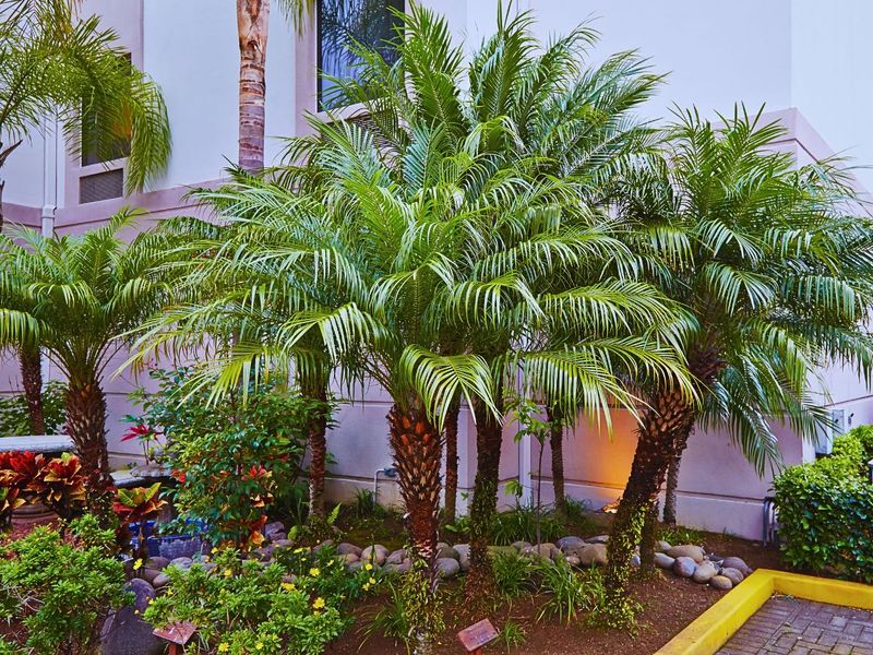 8. Mimic Desert Conditions With Proper Drainage