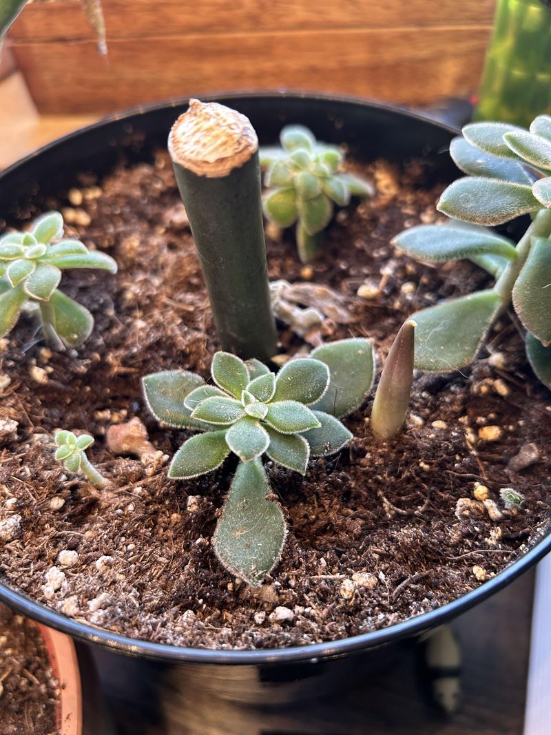 8. Leave The Mother Leaf Attached Until It Shrivels