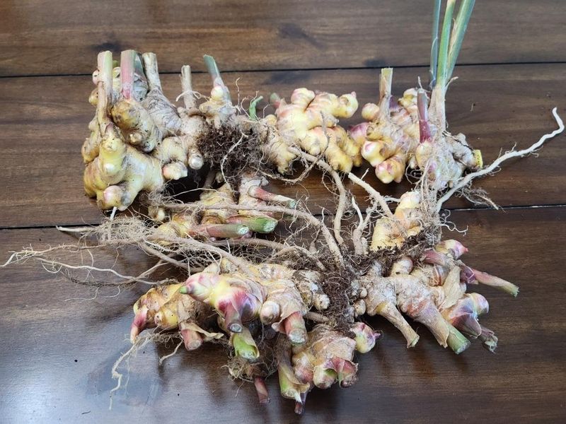 8. Be Patient And Harvest Carefully