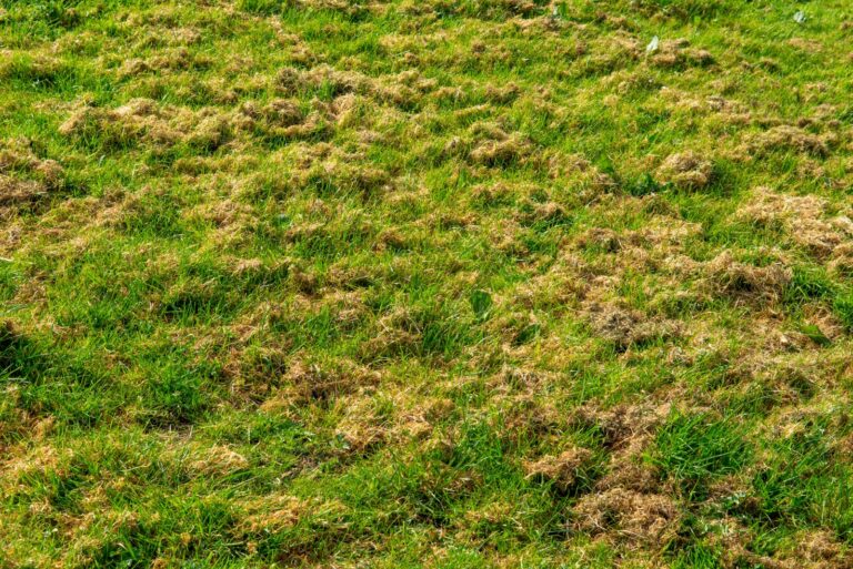 lawn (featured image)