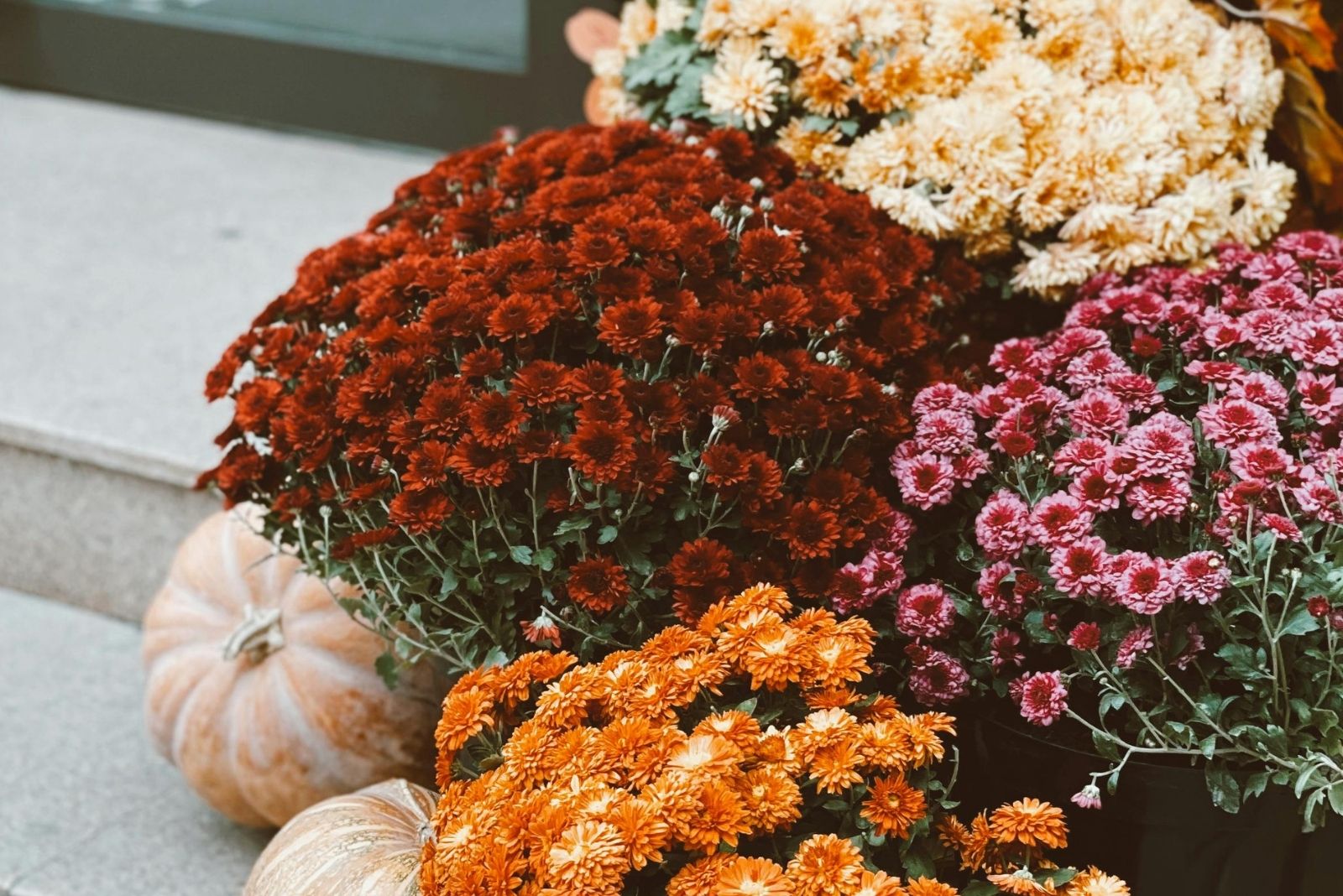 8 Common Mistakes Alabama Gardeners Make When Buying Fall Mums