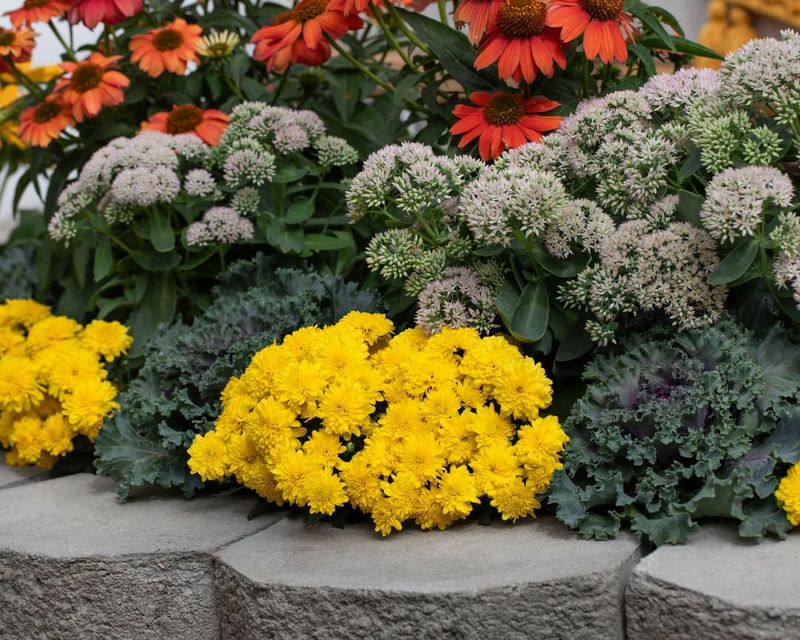 Choosing Mums Already In Full Bloom