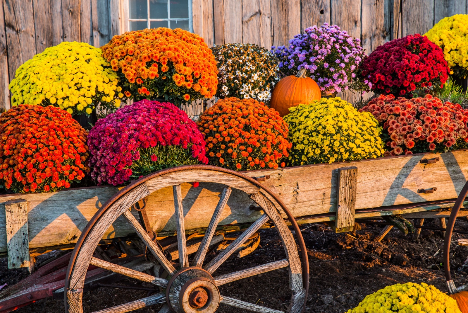 8 Common Mistakes Maryland Gardeners Make When Buying Fall Mums