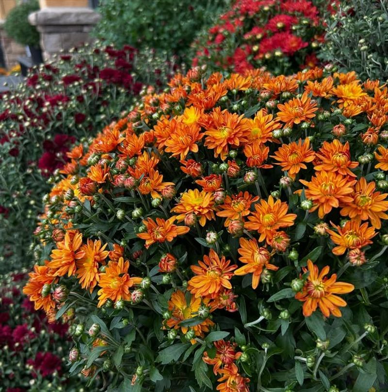 Buying Mums That Are Already In Full Bloom