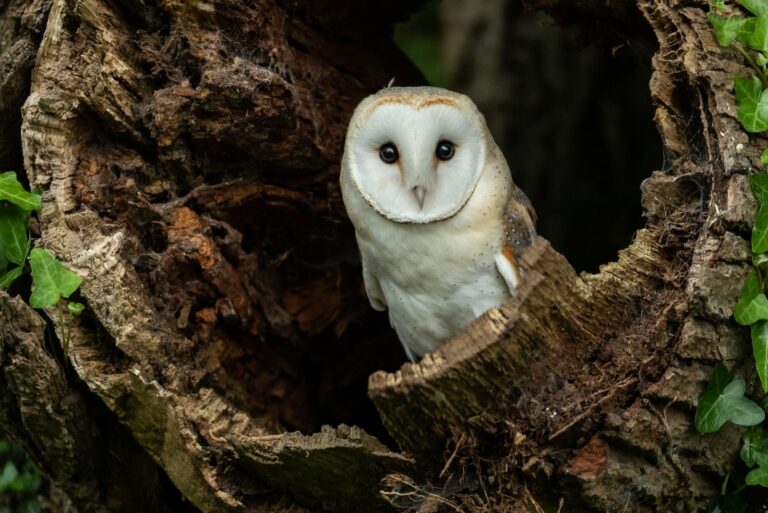 Barn Owl