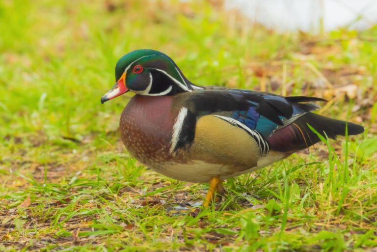 wood duck standing in the grass
