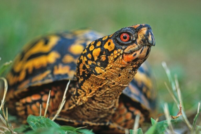 Eastern Box Turtle