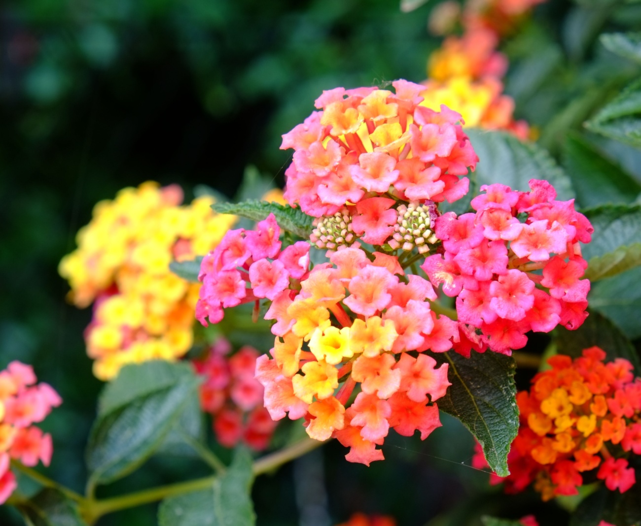 8 Disease-Resistant Blooms Kentucky Homeowners Prefer