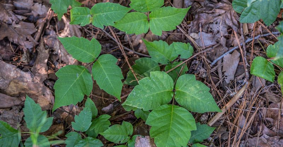 8 Effective Methods To Remove Poison Ivy