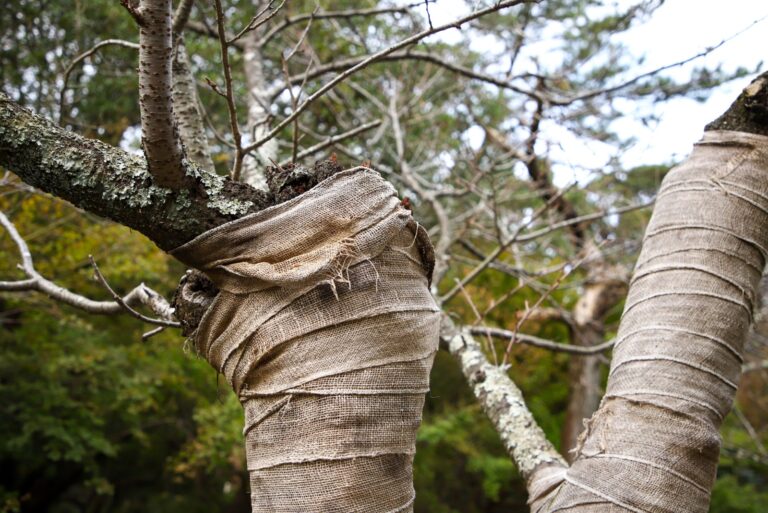 trunk of a tree wrapped in sackcloth