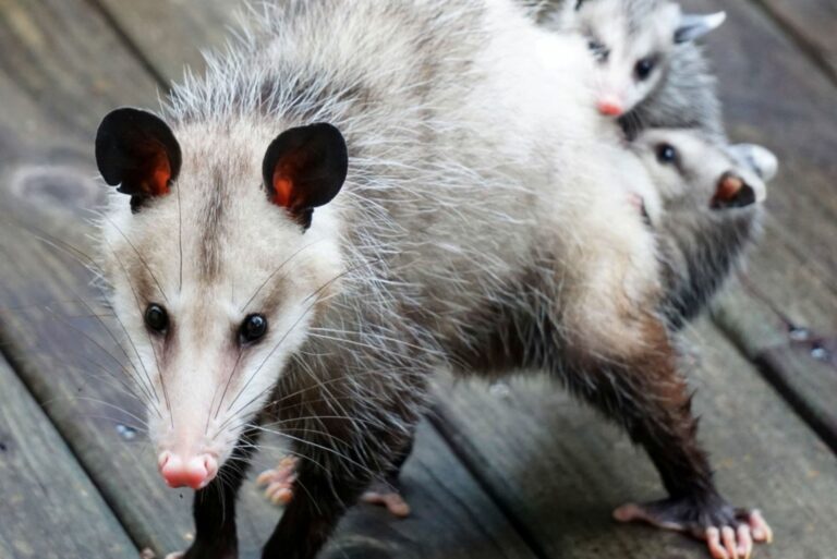 possums