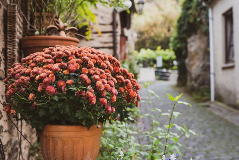 multiflora red chrysanthemum flowers in a pot in an old European city