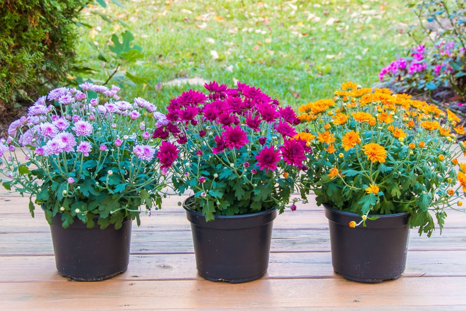 8 Fall Mum Buying Mistakes Virginia Gardeners Should Avoid