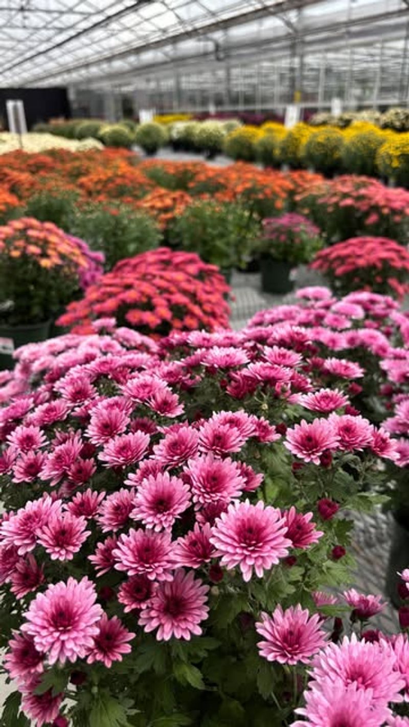 Buying Mums That Are Already In Full Bloom