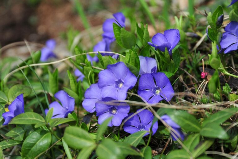 Periwinkle/Vinca minor