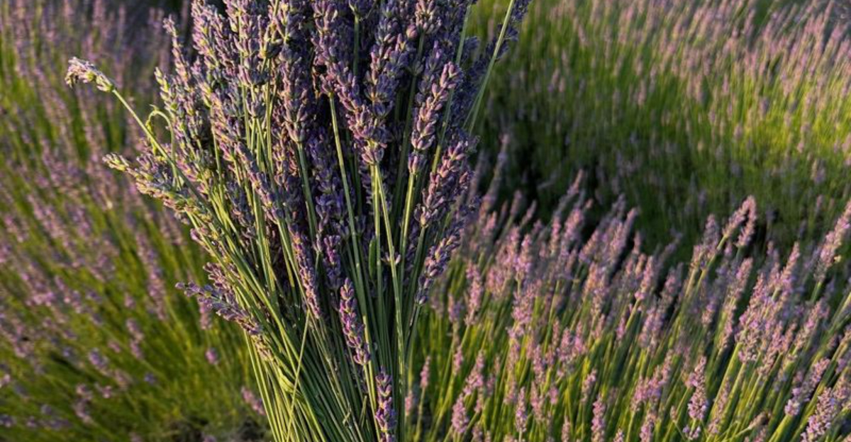 8 Flowering Plants California Gardeners Plant To Reduce Caterpillar Trouble In Winter