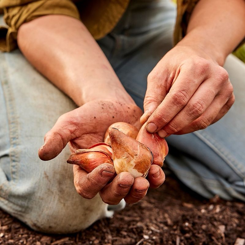 Plant Spring-Blooming Bulbs Before The Ground Freezes