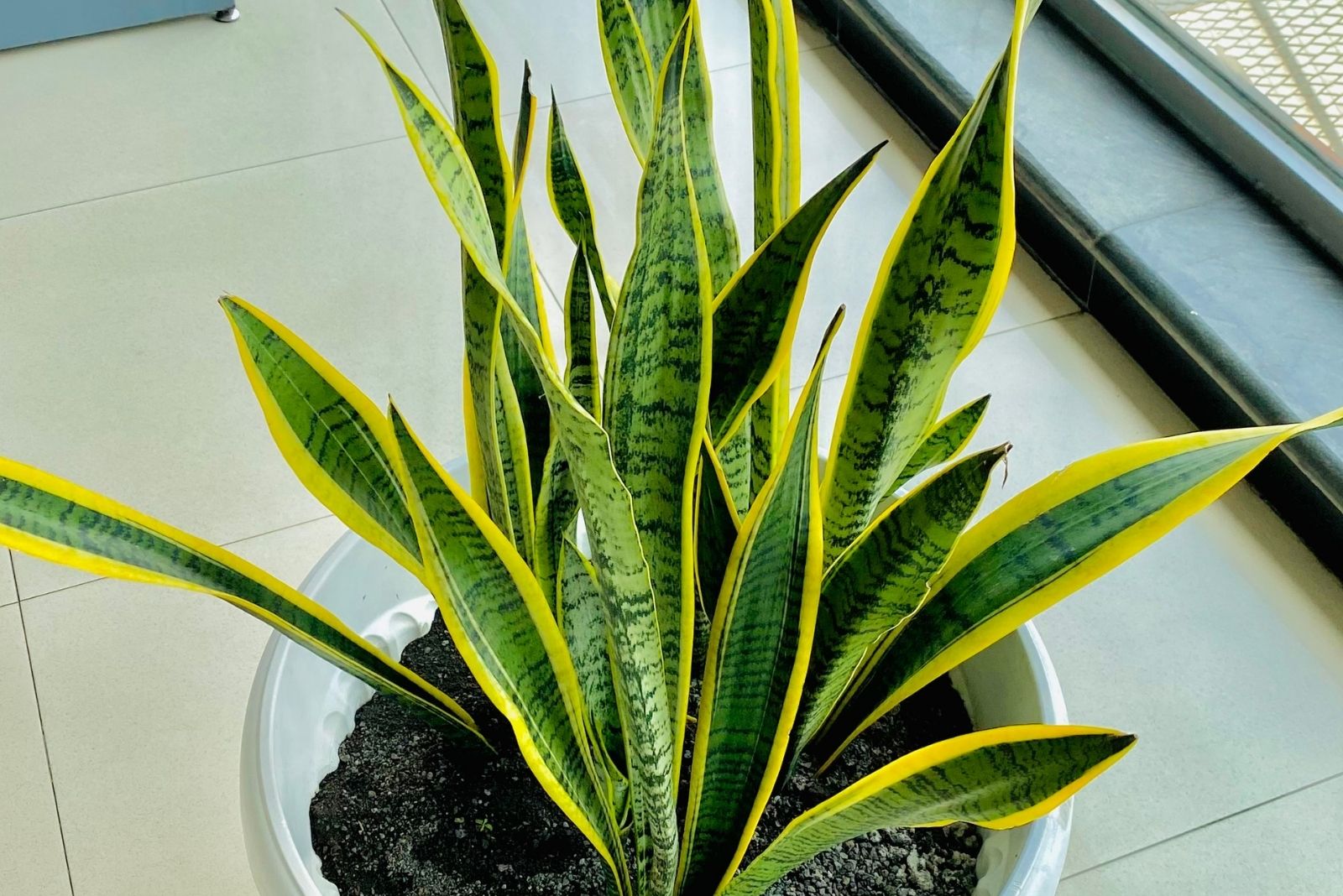 Snake Plant in Pot Indoors
