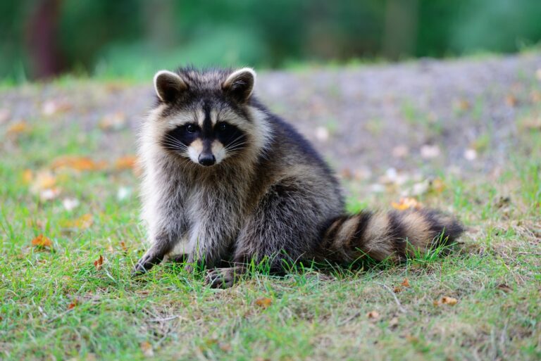 Raccoons (featured image)