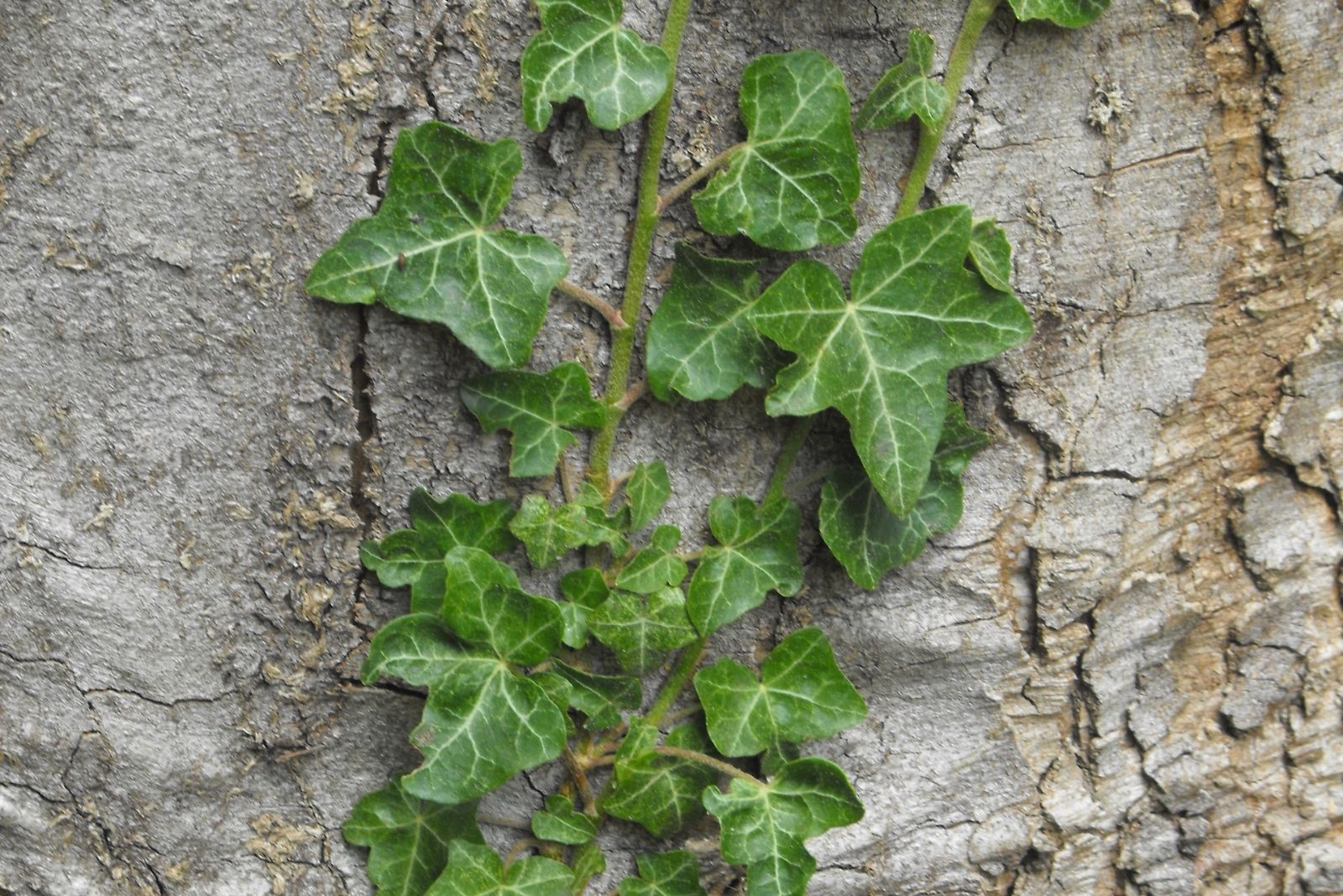 8 Invasive Plants That May Soon Be Restricted In Georgia Suburbs