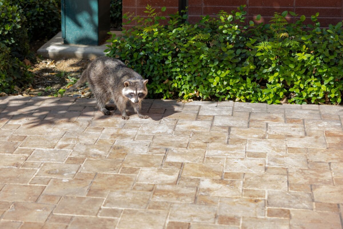 8 Key Facts New Jersey Homeowners Should Know Before Removing Raccoons