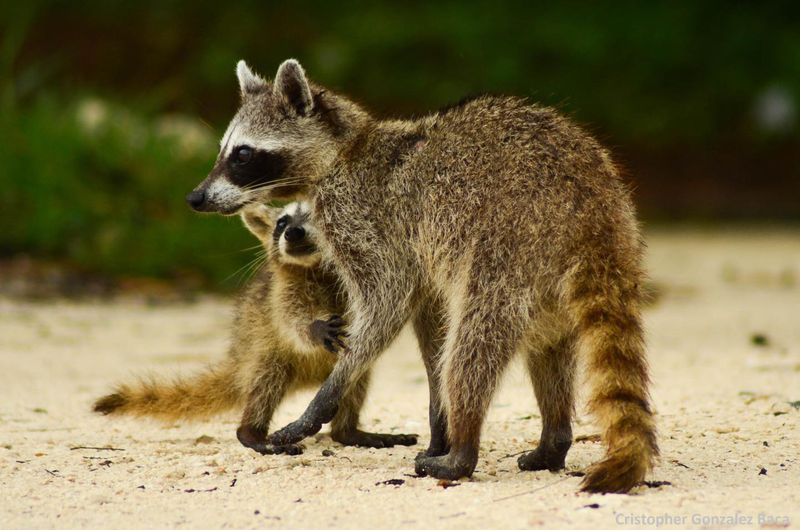 State Laws Protect Raccoons During Certain Seasons