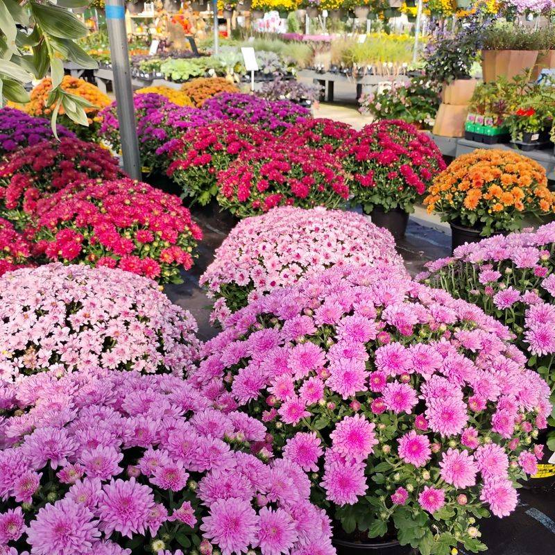 Choosing Mums Already In Full Bloom