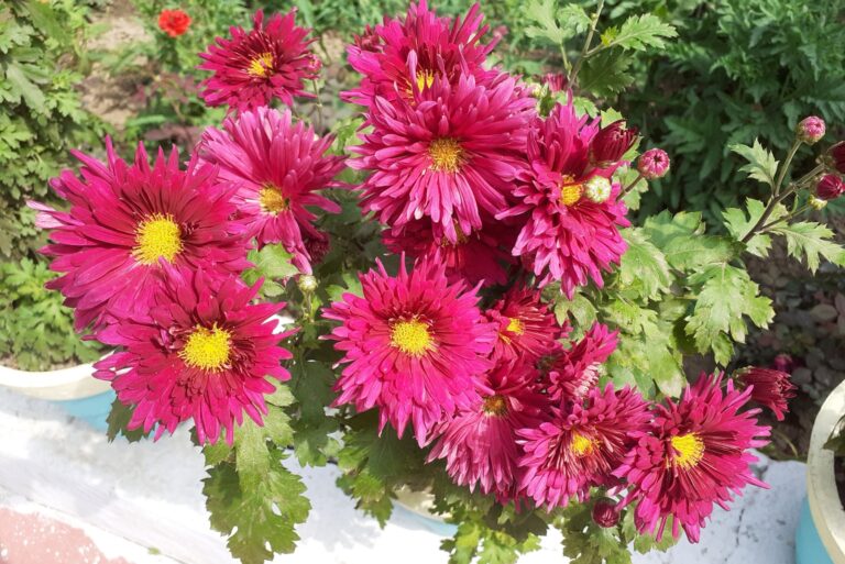 Mums (featured image)