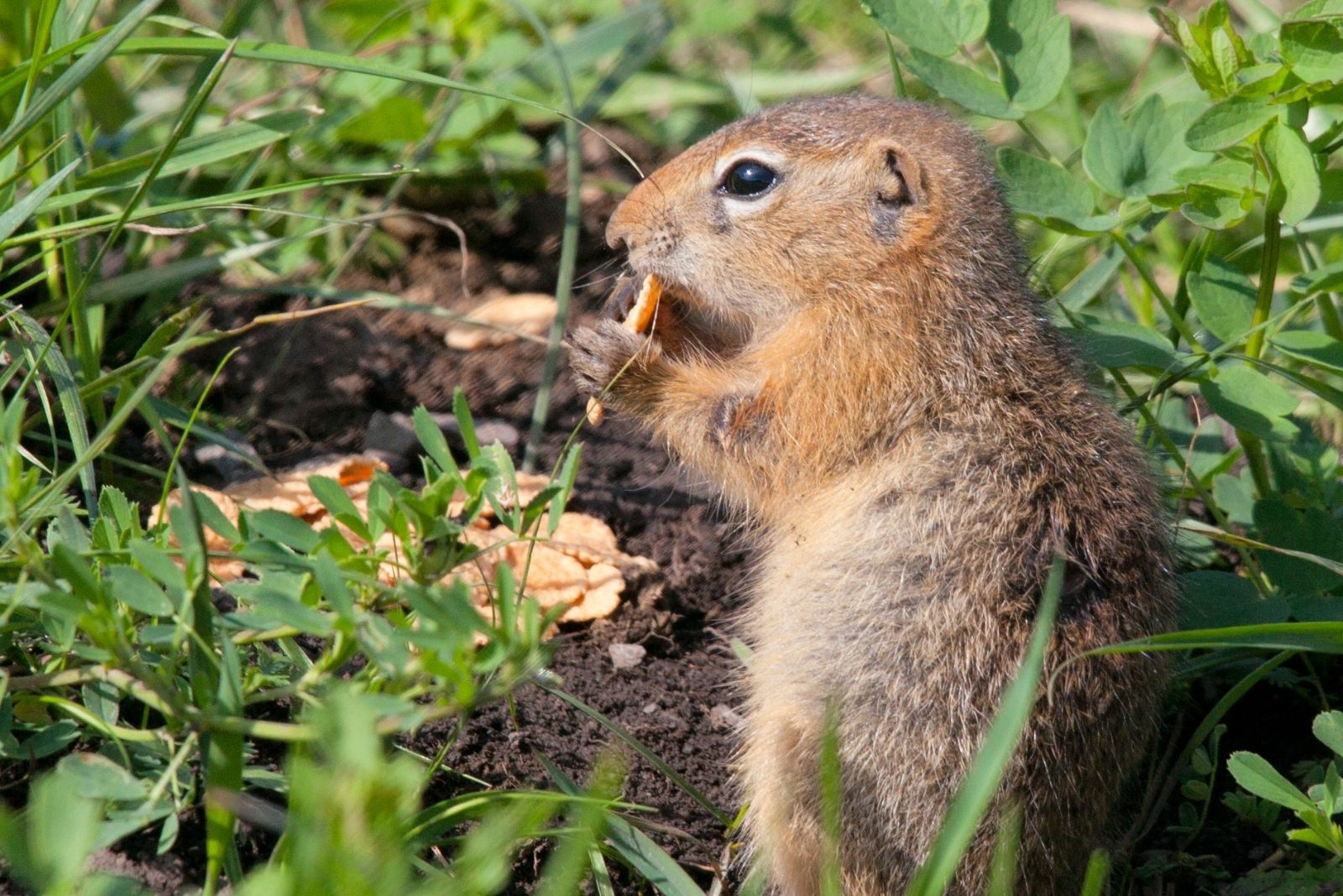 8 Natural Ways Arizona Homeowners Are Keeping Gophers Out Of Their Yards