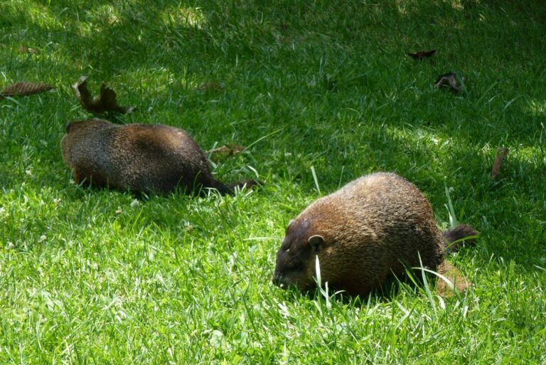 Two Gophers
