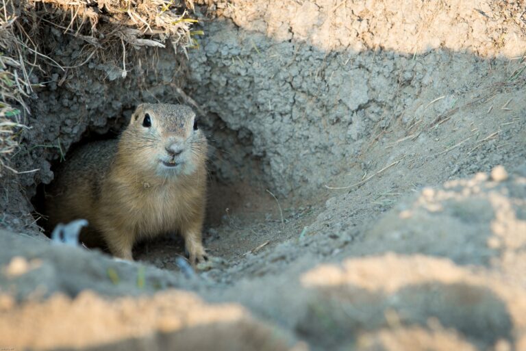 Gophers (featured image)
