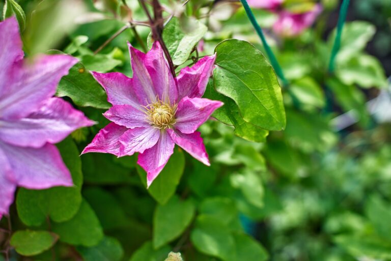 Purple clematis flowers