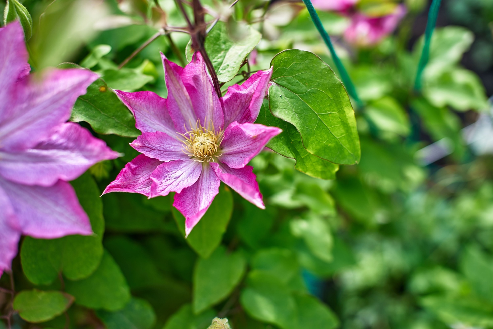 8 Ornamental Plants You Should Prune In November Across Pennsylvania