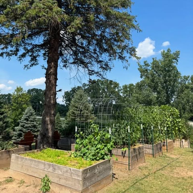 Shaded Areas Under Trees