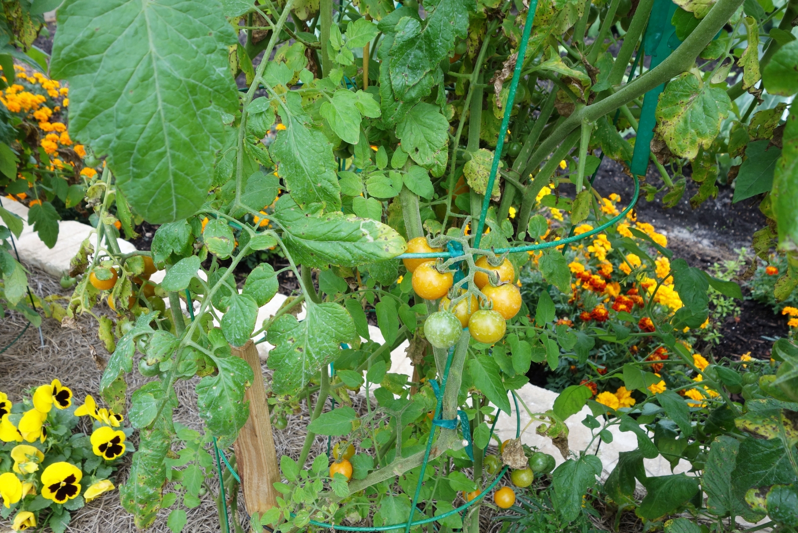 8 Places Ohio Gardeners Should Never Use For Tomato Planting
