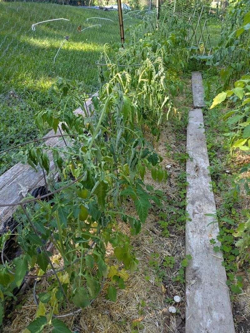 Under Black Walnut Trees