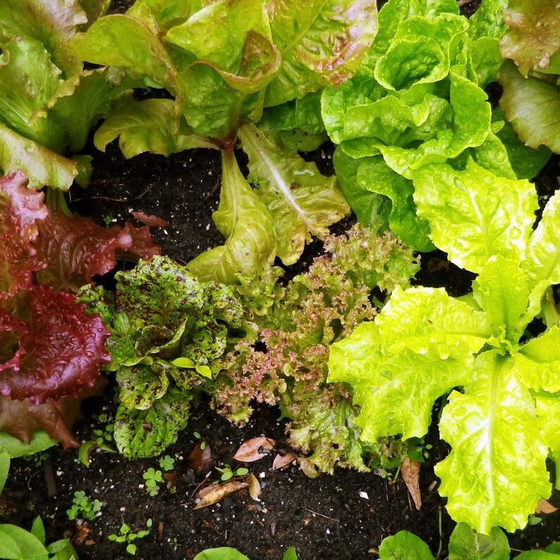 Leafy Lettuce Varieties