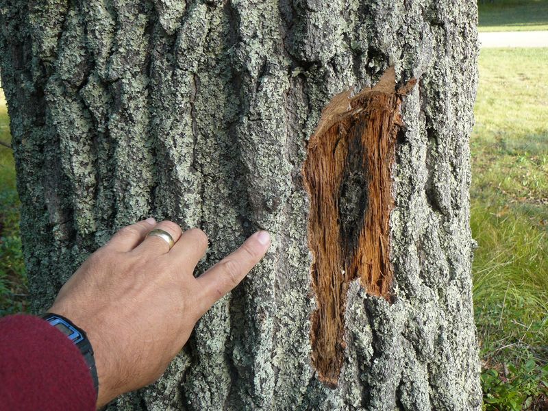 Oak Trees Infected With Oak Wilt