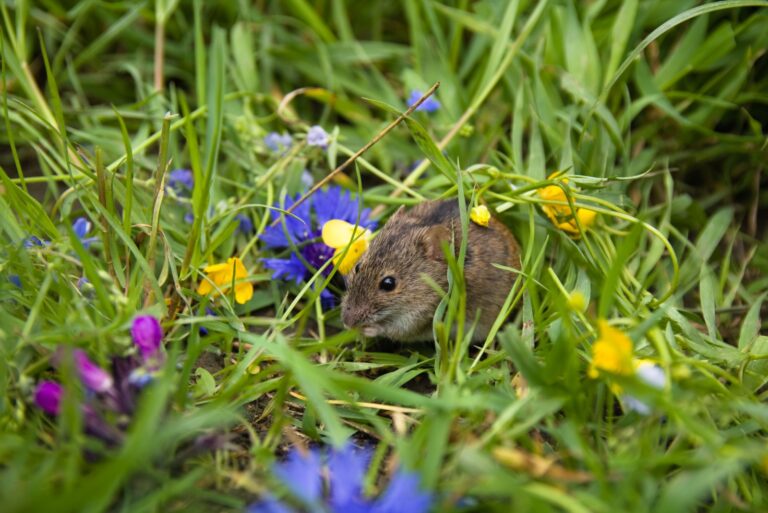 Mouse with green grass and flowers