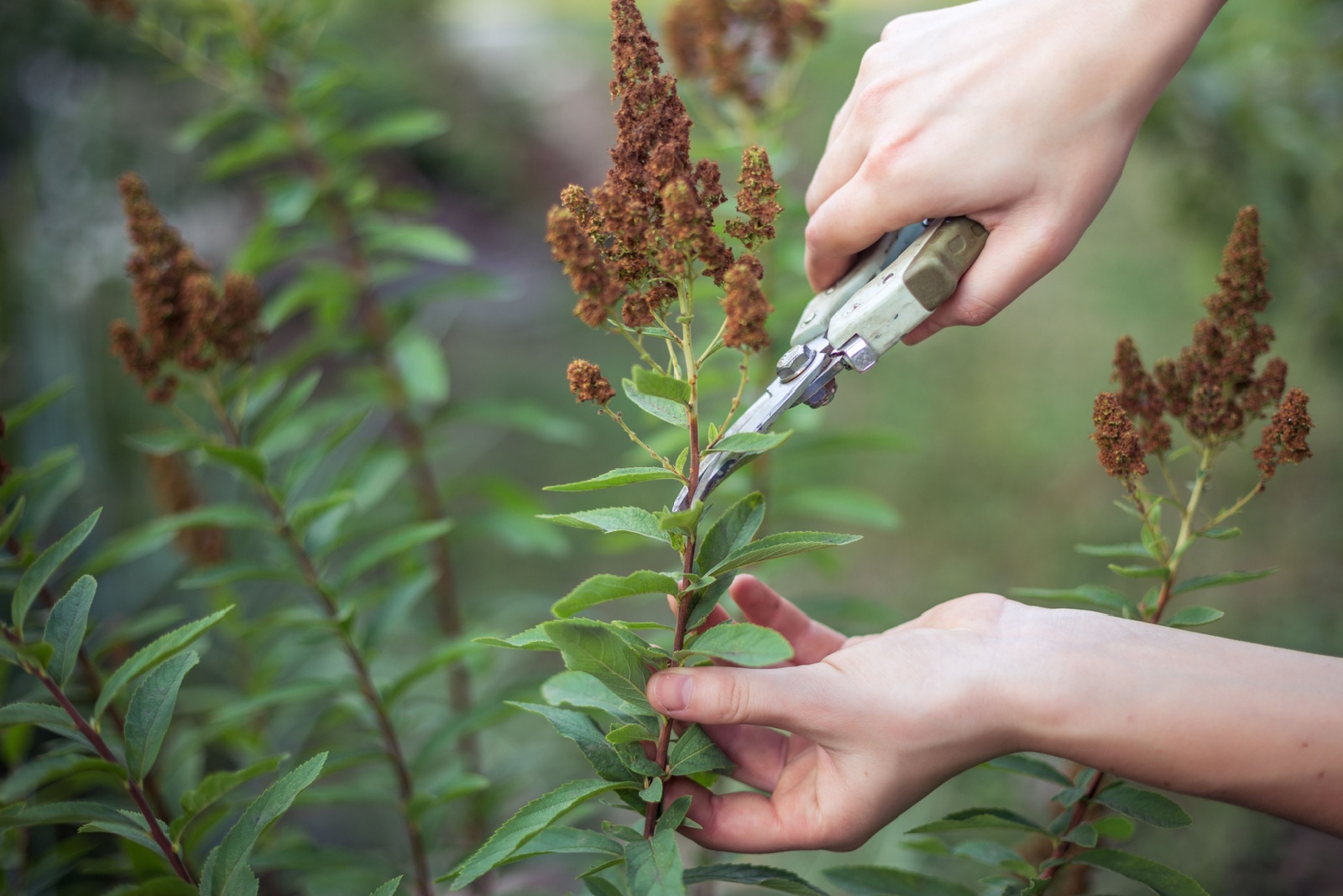 8 Plants You Can Safely Prune During November In Colorado