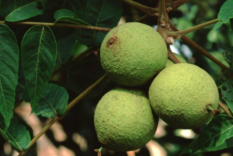 Eastern American Black Walnut