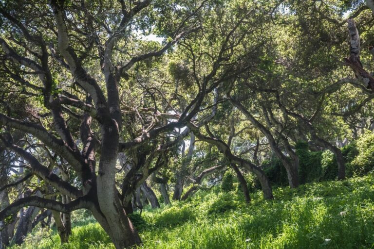 Coastal Live Oak Trees
