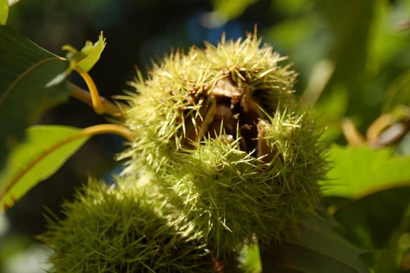 American Chestnut