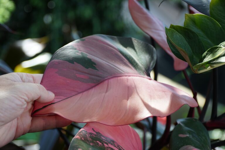 hand holding a pink and green leaf