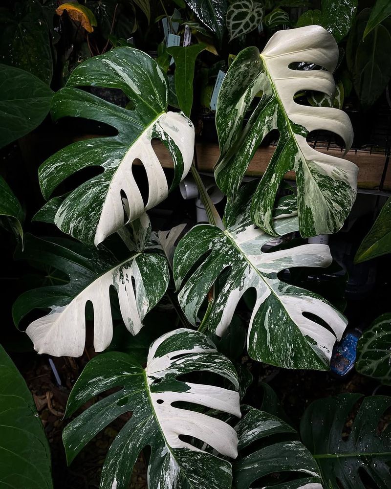 Variegated Monstera Deliciosa