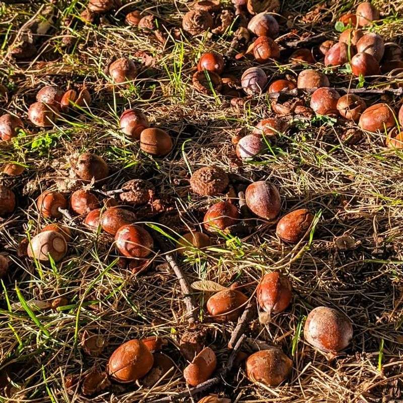 Perfect Weather Conditions Created A Mast Year